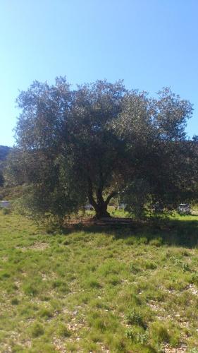 a large tree in a field with green grass at Hotel La Reserve in Vic-la-Gardiole