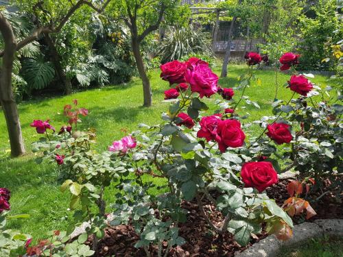 Giardino di Villa Kalimera