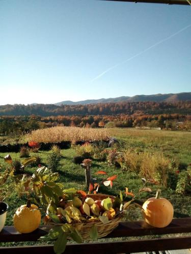 a basket of fruit on a table in a field at Pensiunea La Poarta Bucovinei in Suceava