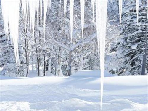 a snow covered forest with trees in the background at K's House Hokkaido - Asahidake Onsen Hostel in Higashikawa