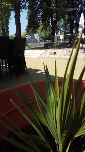 a plant in a planter in front of a beach at Hotel Wippertal - voll klimatisiert in Bernburg