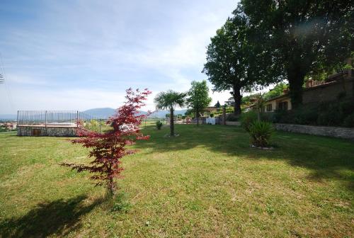 a small tree with red leaves in a yard at Spoleto by the pool in Spoleto