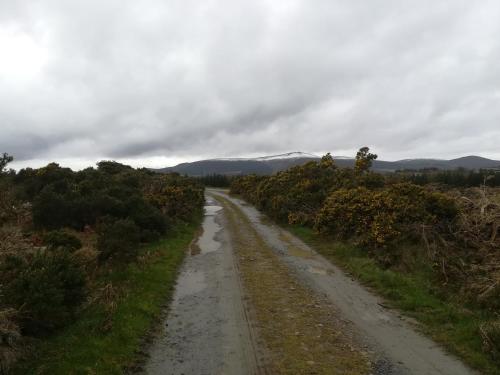 a dirt road in the middle of a field at Relaxing space. in Kilpedder