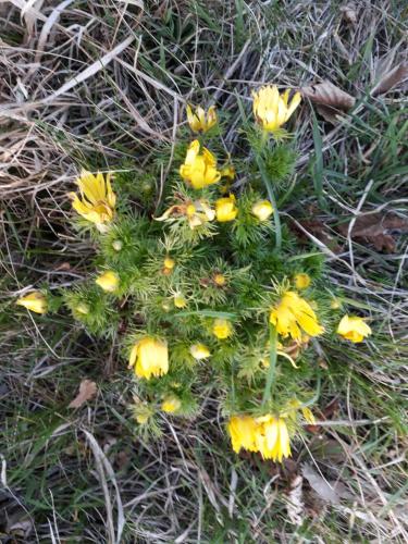 a bunch of yellow flowers in the grass at Gästehaus Anita in Breitenbrunn