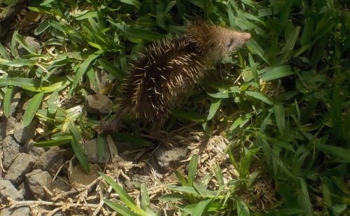 シャレーの敷地内または近くにいる動物