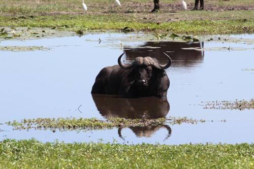 a bull with horns standing in the water at Tlou Safari Lodge in Kasane