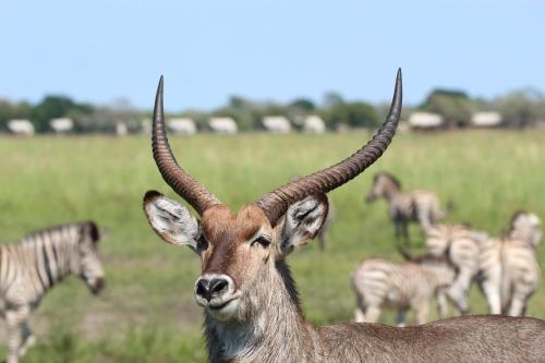 a gazelle with horns in a field with zebras at Tlou Safari Lodge in Kasane