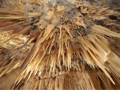 a close up view of a fossilocatechinchinensis at Casa Rosa a 50mt dal mare in Torre Santa Sabina
