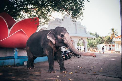 an elephant standing next to a building with its trunk at Amber House Lanka in Bentota
