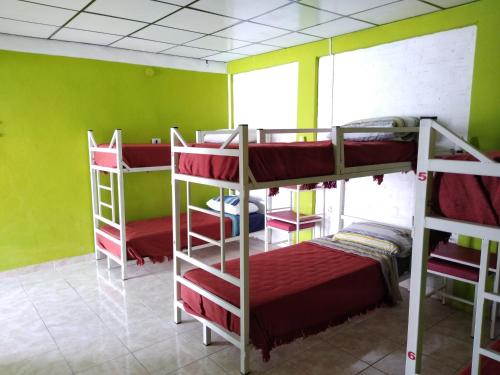 a room with three bunk beds in a room with green walls at Hostel Richieri in Neuquén
