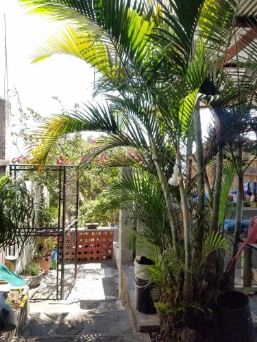a palm tree in a courtyard with a gate at Casa Guillermo Batz in San Pedro La Laguna