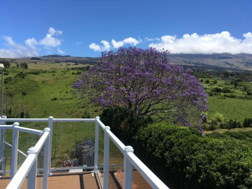 a purple bush with a white rail on a balcony at Ha'le Kiana in Kula