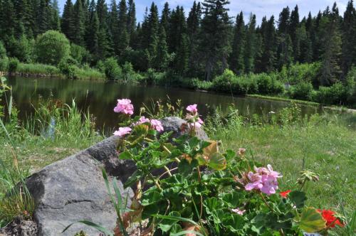 a rock with pink flowers next to a river at Gîte de la Montagne Enchantée in Metabetchouan
