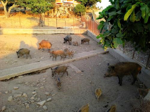 Gallery image of Agriturismo Pentuma in Chiaramonti