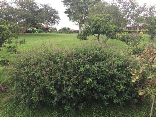 a bush with purple flowers in a field at Cabinas Lindo Horizonte in San Pedro