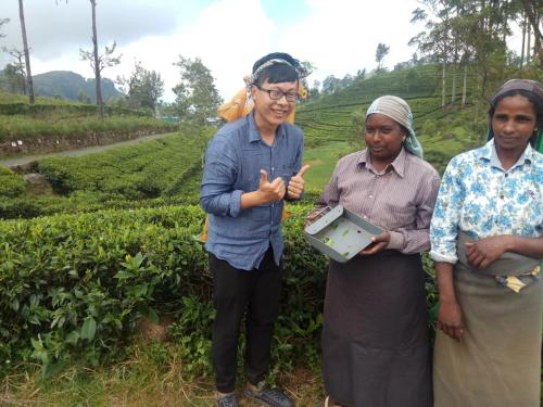 a group of three women standing in a tea plantation at RIO Homestay in Haputale