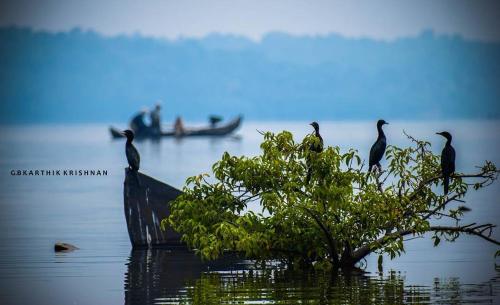 a group of birds sitting on a tree in the water at Munroe Coconut Homestay in Munroe Island