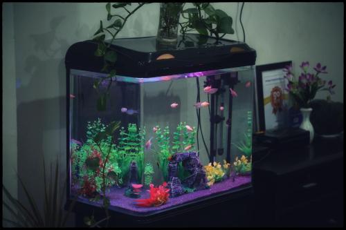 a fishtank with a tank with fishes and plants at Orange Corner, Near Kempegowda Airport, Airport Pickup And Drop Available 24x7 in Bengaluru