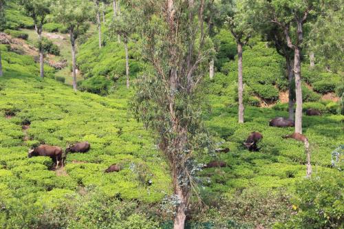 Fotografie z fotogalerie ubytování Rustling River Resort v destinaci Ooty