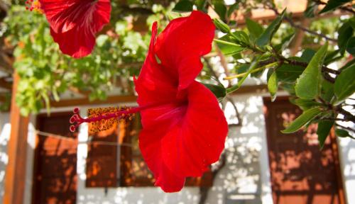 a red flower on a tree in front of a building at Village Twins in Ios Chora