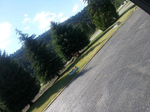 a person riding a horse on the side of a road at Evening Star Motel in Greenwood