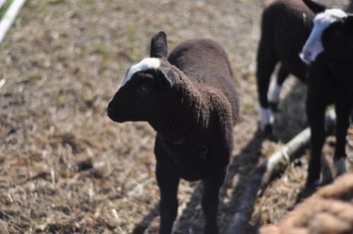 a group of sheep standing in a field at Wilgenwind in Sijsele