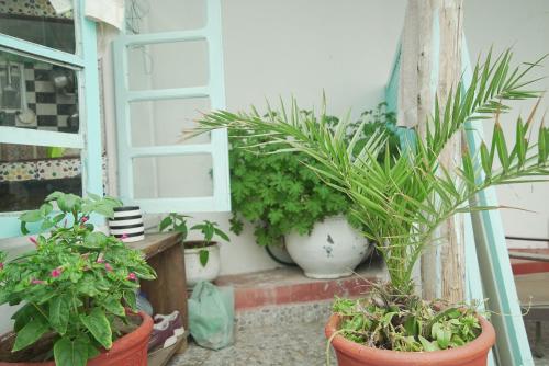 un grupo de plantas en macetas sentadas en el alféizar de una ventana en White And Blue, en Essaouira