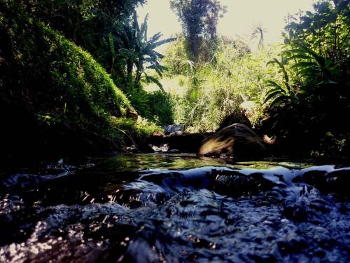 a stream in the middle of a forest at Africa's Eden Guesthouse in Pietermaritzburg