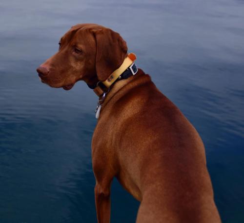 a brown dog standing next to the water at The Rockwell-Harrison Guest Lodge in Harrison Hot Springs
