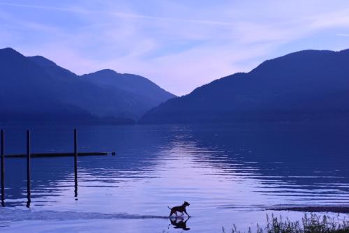 a dog walking across a body of water at The Rockwell-Harrison Guest Lodge in Harrison Hot Springs