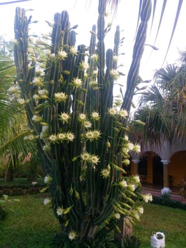 a cactus with white flowers in a yard at Casa Palagui Colonial in Valladolid