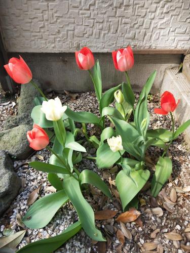 a group of red and white flowers in a garden at Izu Hokkawa Seaside Guesthouse 伊豆北川の家 in Higashiizu
