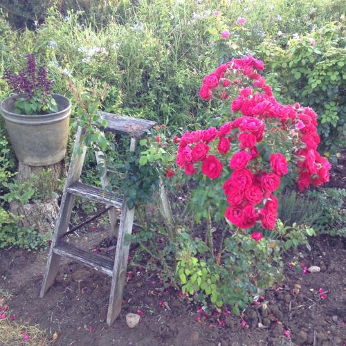 a ladder and a bunch of red roses at Gerald's Gift Guest House in Addo