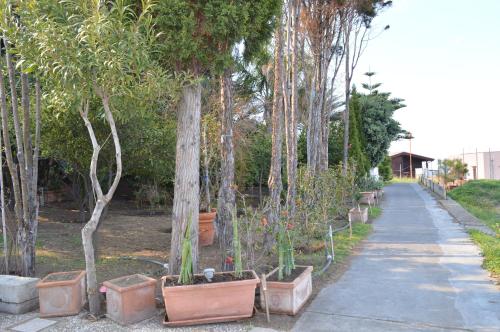 a row of potted plants on a sidewalk next to trees at B&B Il Giardino Segreto in Stromboli
