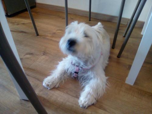 a white dog sitting on the floor under a chair at b&b ilfenicottero in Orbetello