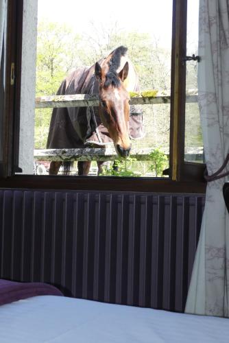 a horse looking out of a window with its head at Chambres et Table d'Hôtes Les Machetières in Langeais
