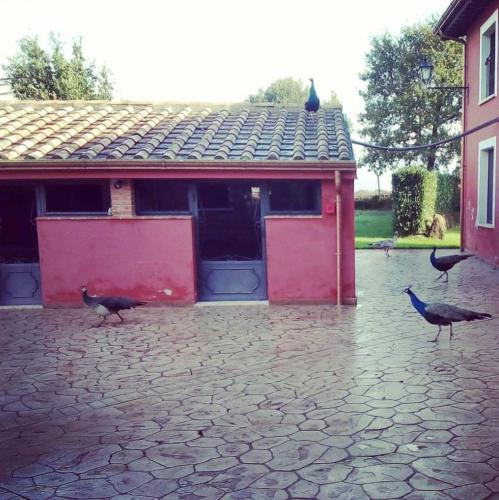 a group of birds standing outside of a building at Agriturismo Podere Del Lepre in San Quirico