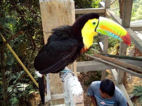 a large toucan standing on a post next to a man at Hostal Alto de la Montaña in Minca
