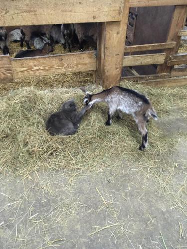 a baby goat playing with a baby gorilla in hay at Gite IM-BERG in Metzeral