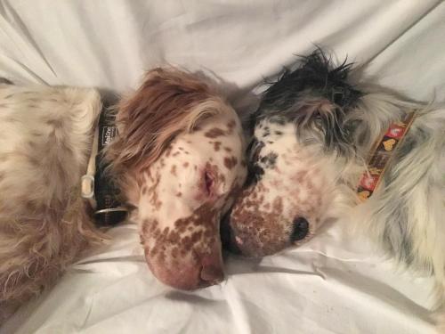 two dogs laying on a bed with their heads together at SetterHouseAgriHotel in Trevi