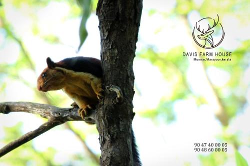 a bird sitting on top of a tree branch at Davis Farm House in Marayoor