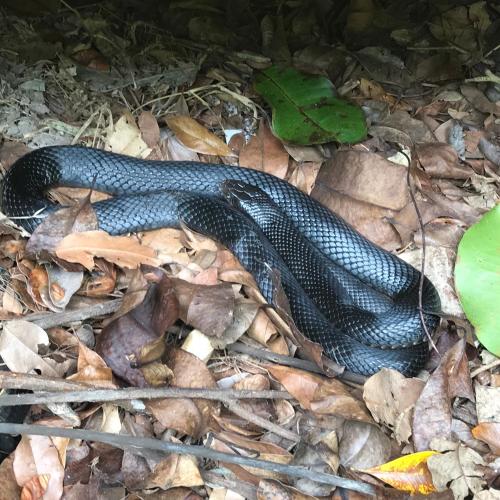 a black snake is laying on the ground at Daintree Crocodylus in Cow Bay