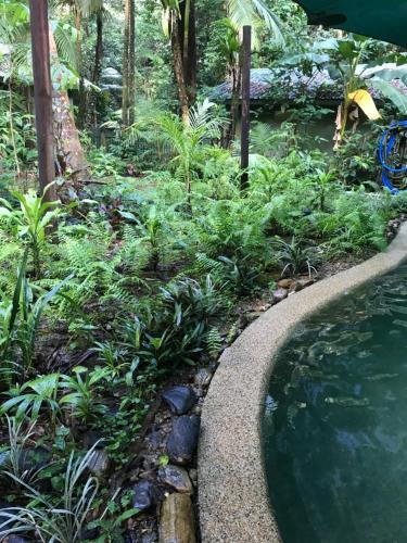 a garden with a pool of water and plants at Daintree Crocodylus in Cow Bay
