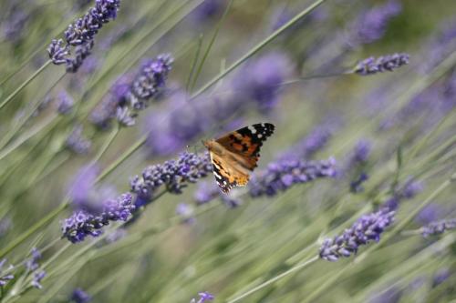 a butterfly sitting in a field of lavender at SOEDER Countryhouse & Kitchen in Båstad