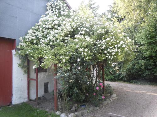 a bush of white flowers on the side of a building at Lille Degnbøl in Degnbøl