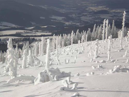 a snow covered hill with trees and snow covered branches at Gästehaus Schmalzreich in Lam