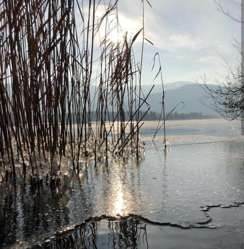 a view of a body of water with reeds at Ferienwohnungen Sammer in Strobl