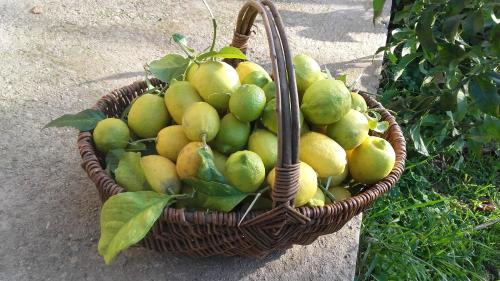 a basket full of lemons and oranges on the ground at Casa di Ceppo in Patrimonio