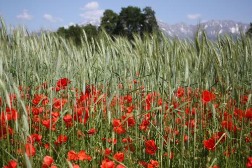 Φωτογραφία από το άλμπουμ του Stolznhof σε Schonberg im Stubaital