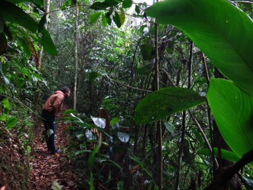 a man walking down a trail in the jungle at Eco Hotel El Columpio in Salento